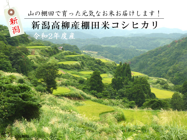 令和2年度産棚田米こしひかり