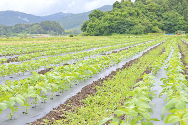 新潟県柏崎市西山町にある茶豆畑
