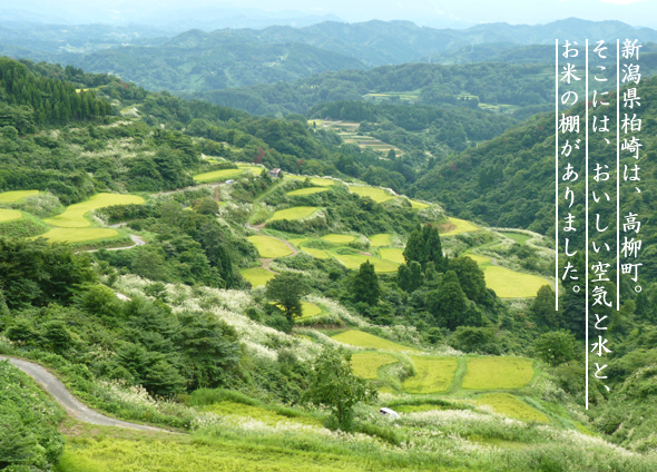 新潟県柏崎市高柳町の棚田風景