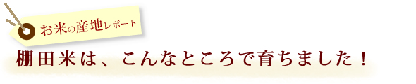 棚田米はこんなところで育ちました!